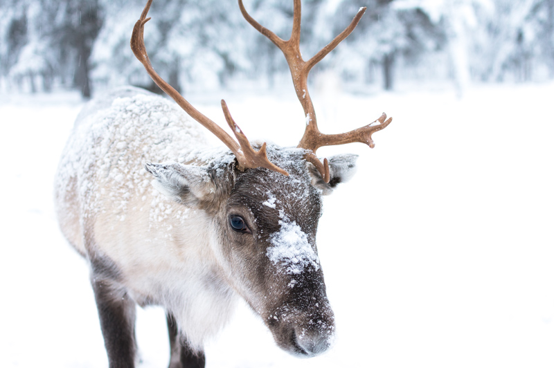 Reindeer in Lapland, Sweden Reindeer in Lapland, Sweden