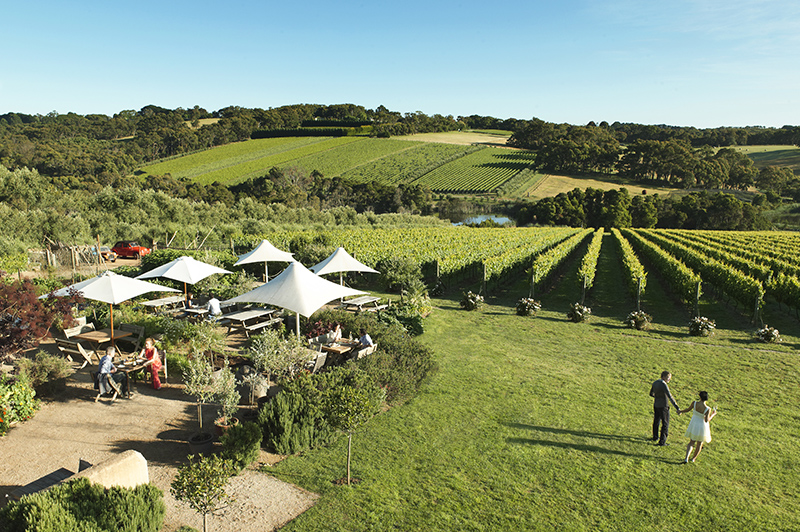 Montalto Vineyard and Olive Grove Montalto Vineyard and Olive Grove