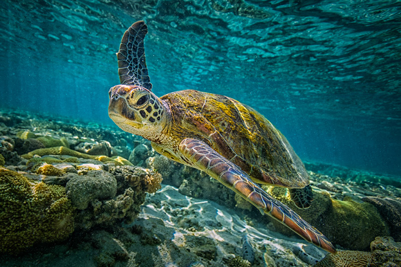 Great Barrier Reef