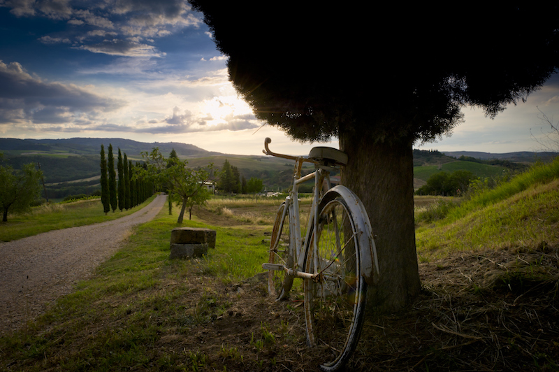 Bicycle in wine region