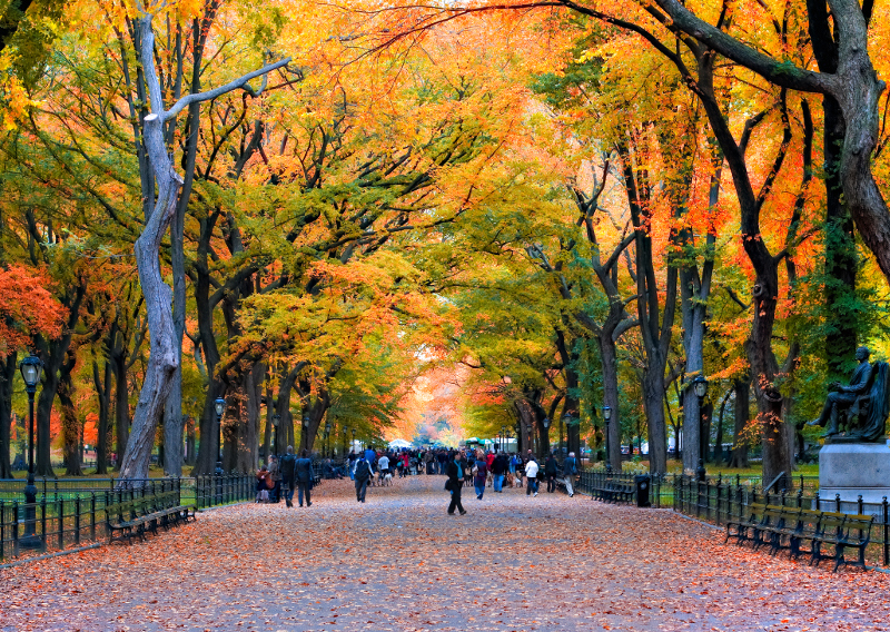 Central Park NYC