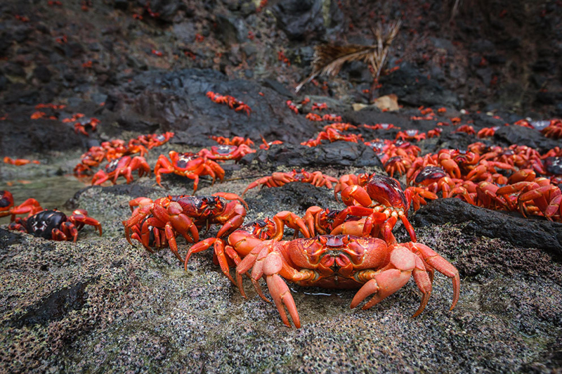 Red Crab Migration on Christmas Island (image courtesy of Kirsty Faulkner)