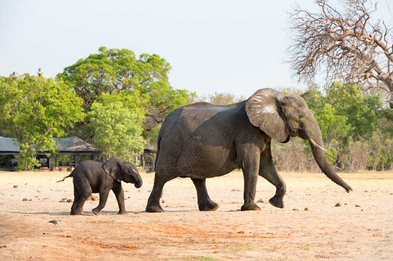 Elephant Camp in Zimbabwe