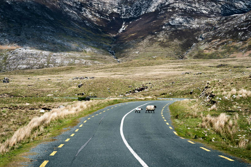 sheep on road in ireland mountain range behind