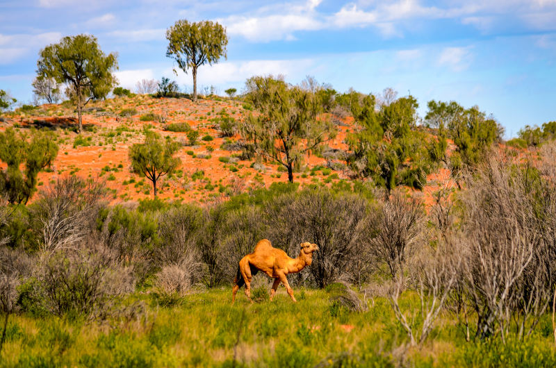 Travel Associates camel in outback australia