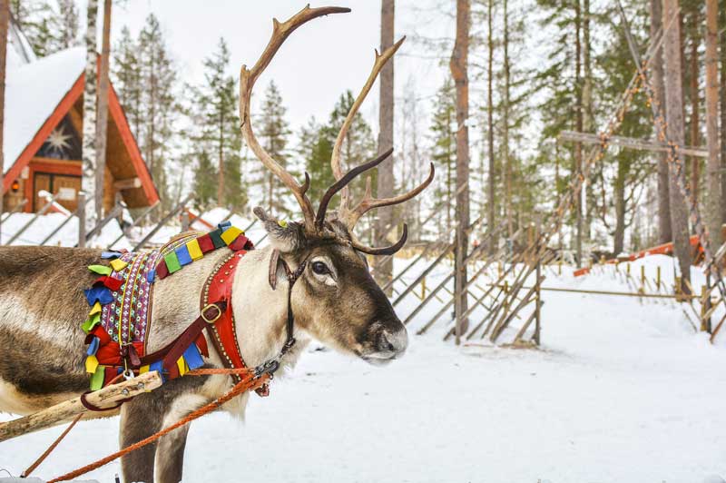 Lapland Reindeer, Finland Lapland Reindeer, Finland
