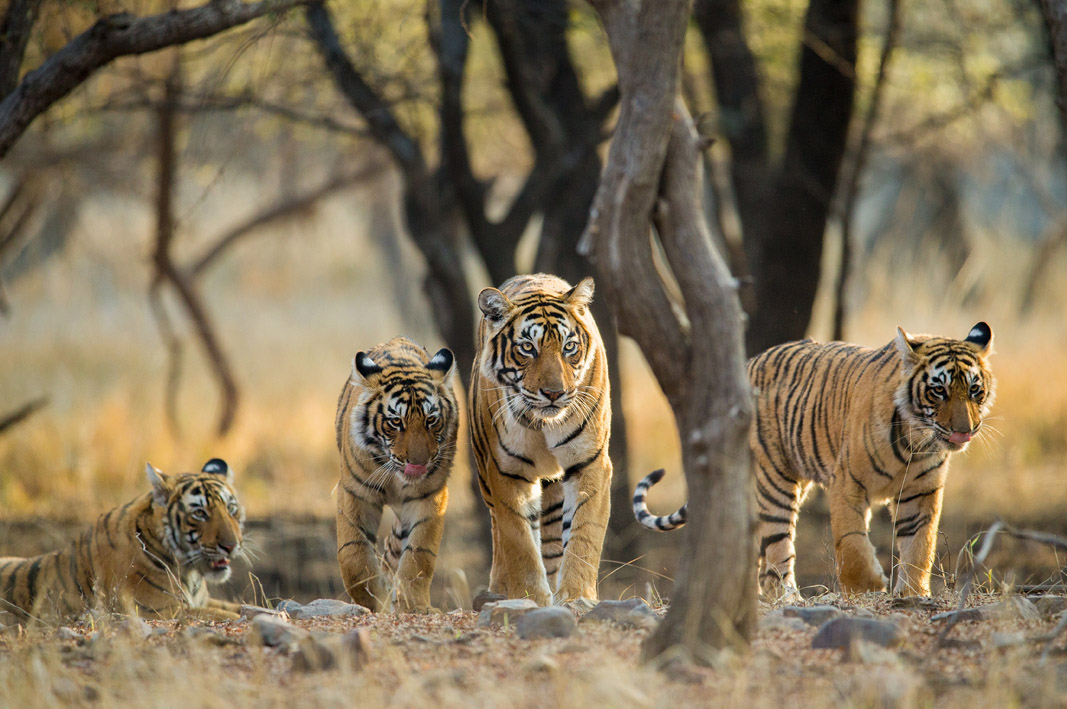 Bengal Tiger