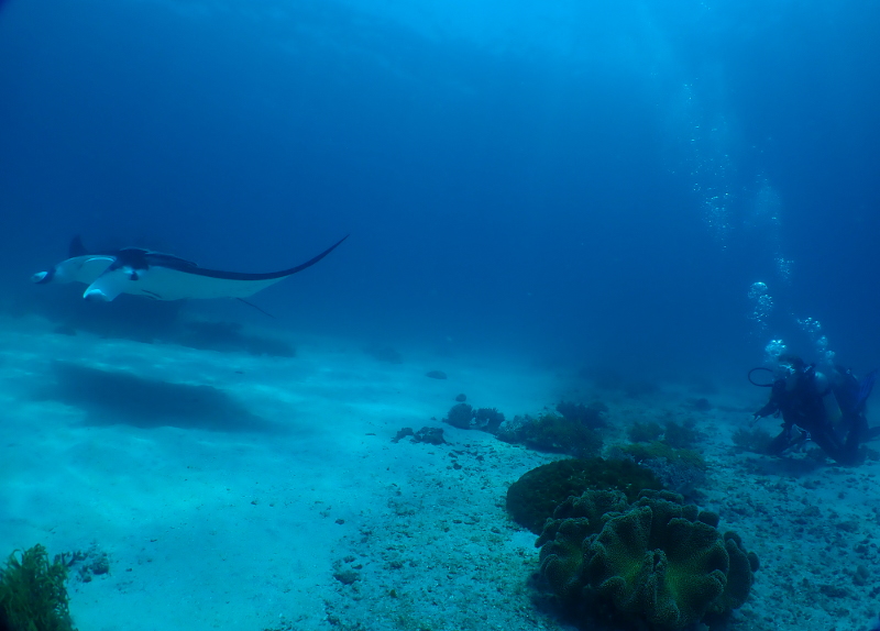 Manta Rays Papua New Guinea