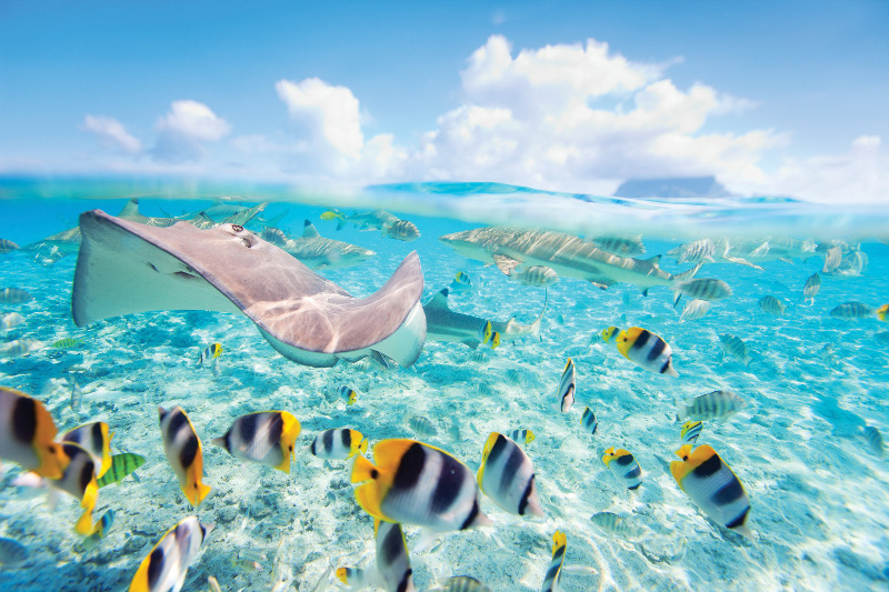 Marine life snorkel Tahiti