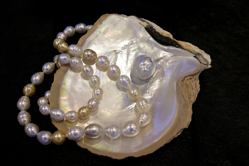 Western Australian pearls from the Kimberley