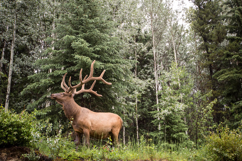 JTC Wildlife Elk