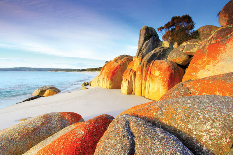 Tasmania Bush Walk