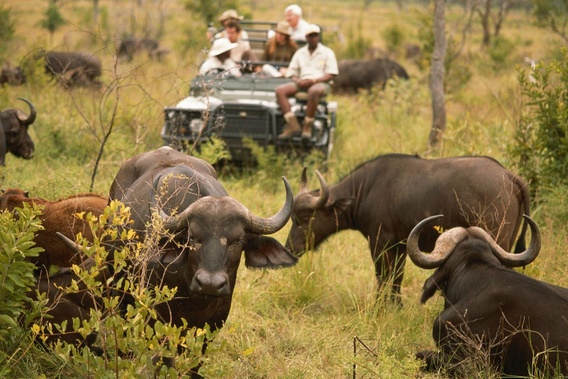Safari Africa