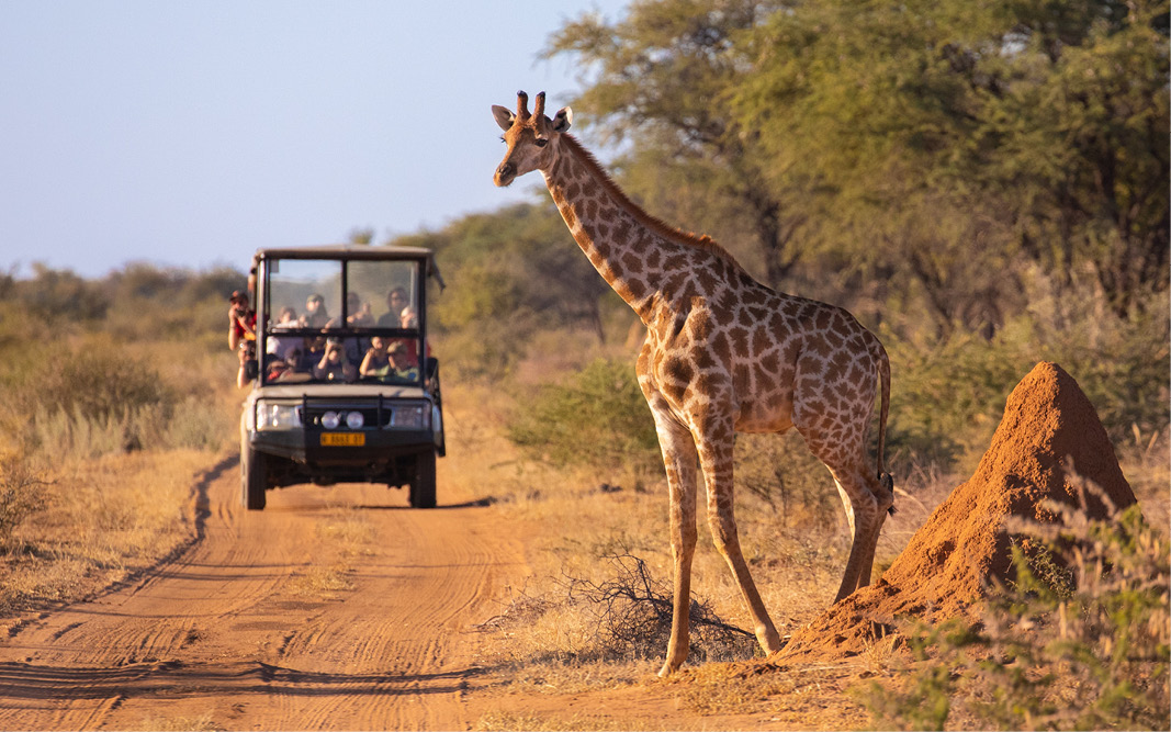 African Safari