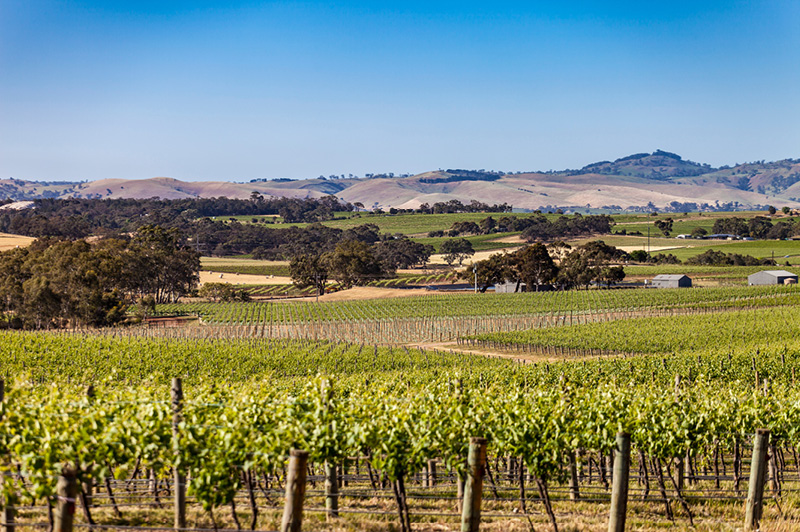 Seppeltsfield, Barossa Valley - ©SATC Seppeltsfield, Barossa Valley - ©SATC