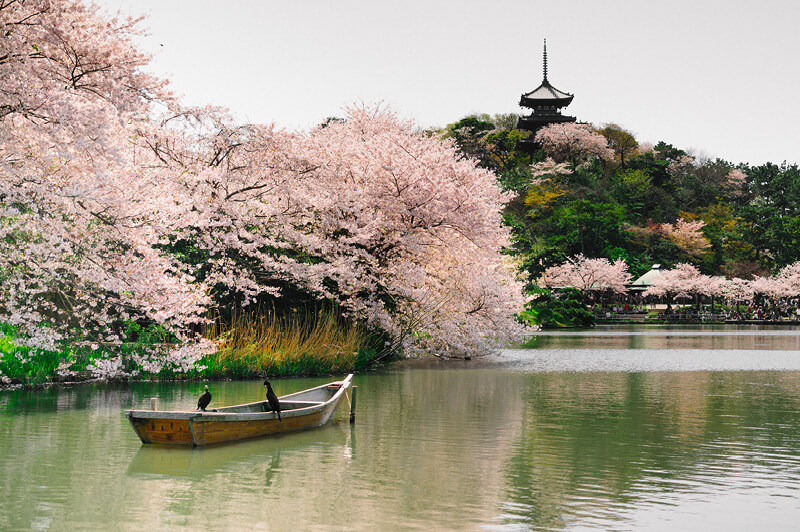 Experience Cherry Blossoms in Japan Experience Cherry Blossoms in Japan