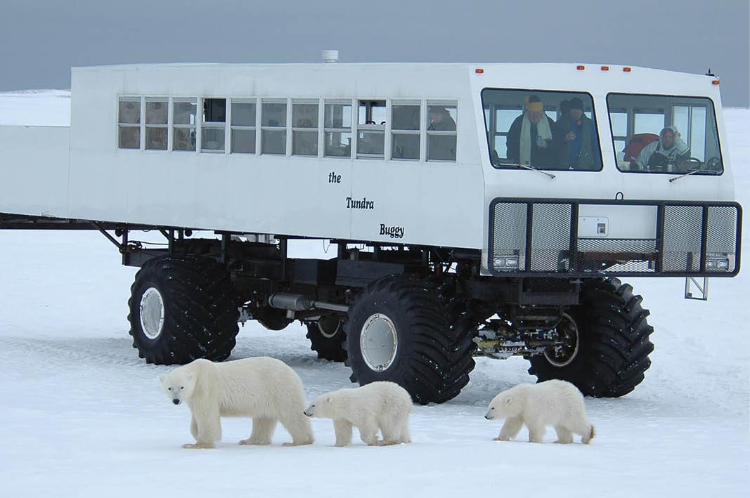 Polar Bears in Churchill, Canada