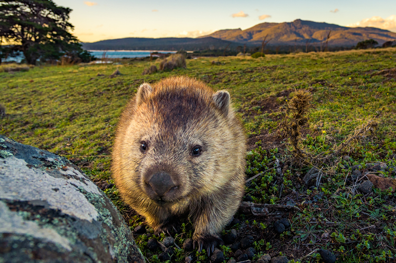 Wombat on Maria Island, Tasmania Wombat on Maria Island, Tasmania