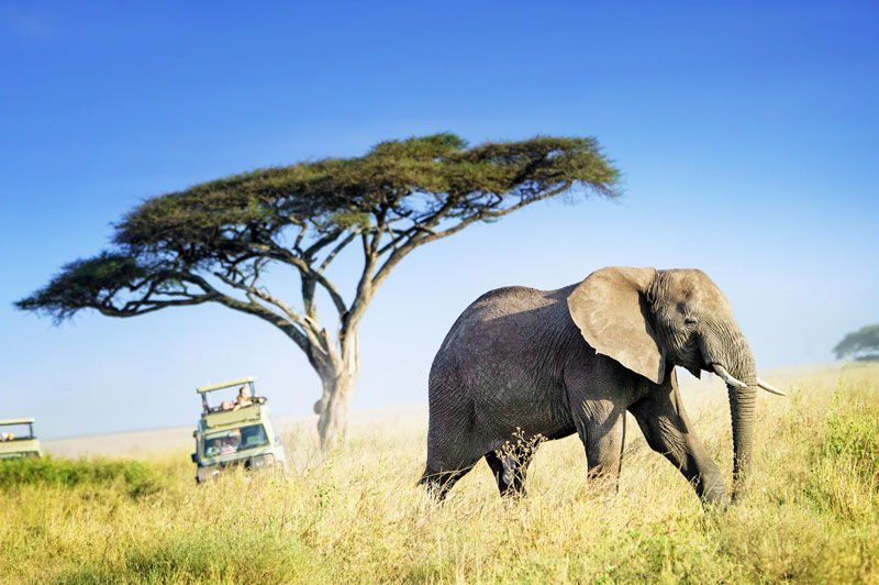 elephant