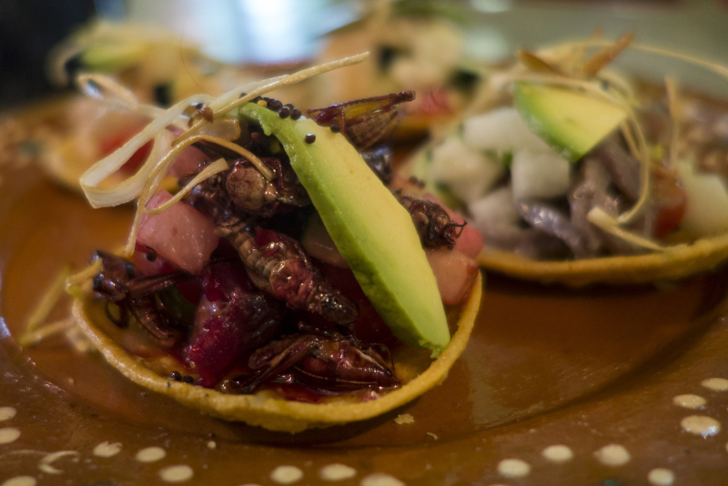 local food in mexico - grasshopper tostada