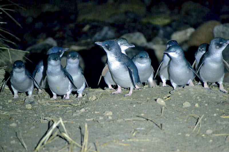 Little Blue Penguins, Blue Penguin Pukekura (image courtesy of Blue Penguin Pukekura)