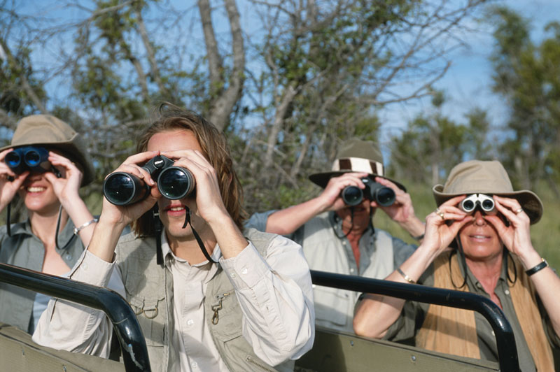 safari