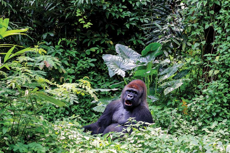 Gorillas of Rwanda