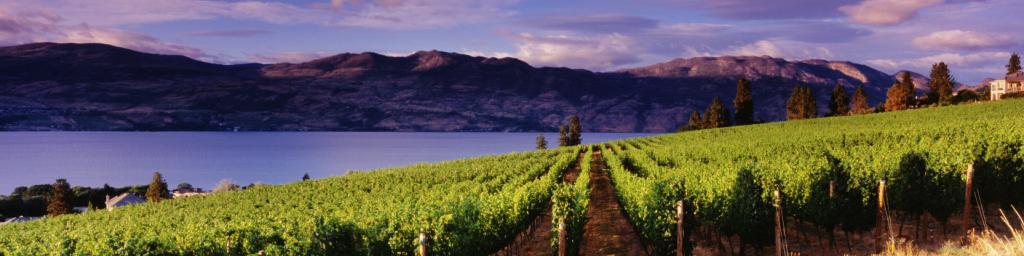 Kelowna BC vineyard