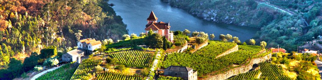  Portugal vineyard