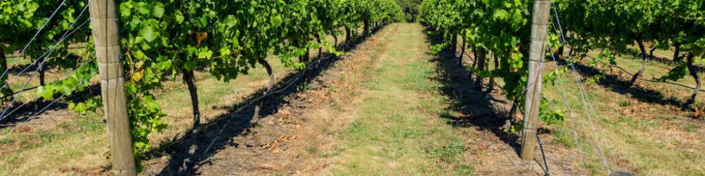 cycle vineyards