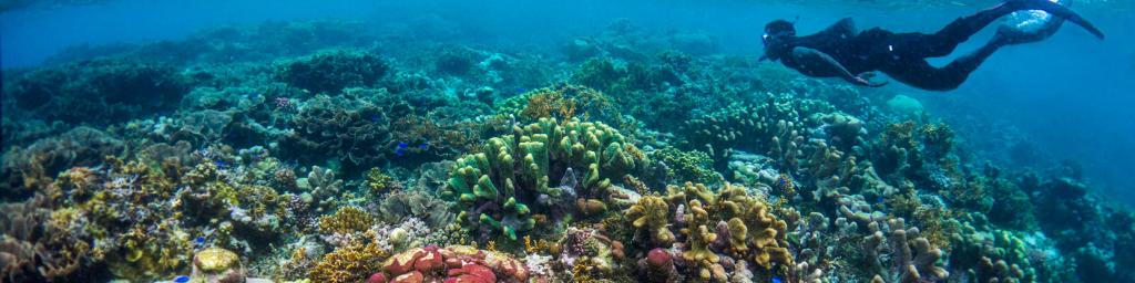 Diving in the Solomon Islands