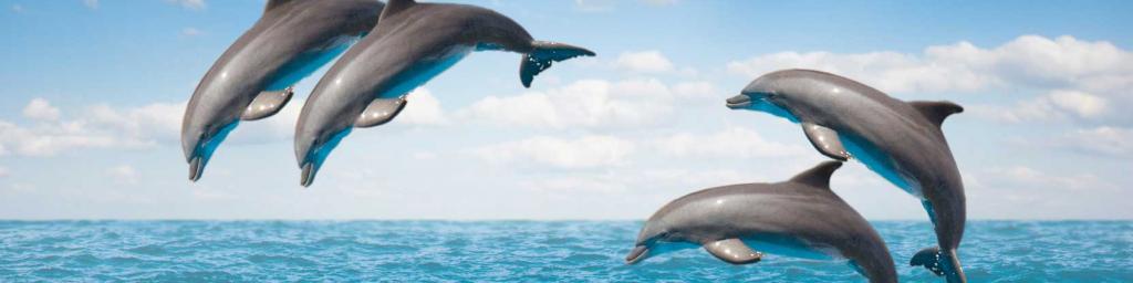 Dolphins in Bora Bora