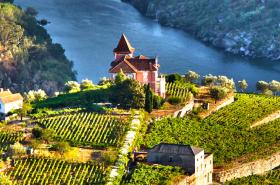  Portugal vineyard