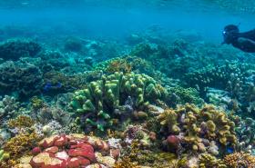 Diving in the Solomon Islands