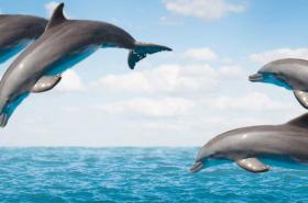 Dolphins in Bora Bora