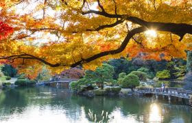 Autumn foliage