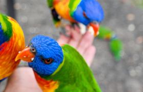 Lorikeets Queensland