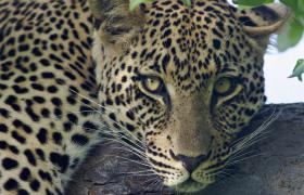 Sabi Sabi Leopard