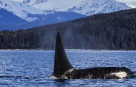 Inside Passage Alaska