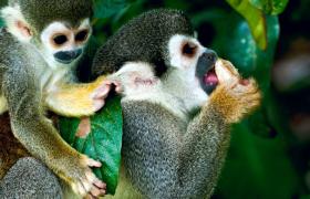 Monkeys, South American wildlife