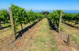 cycle vineyards