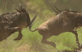 Wildebeest migrating in Masai Mara