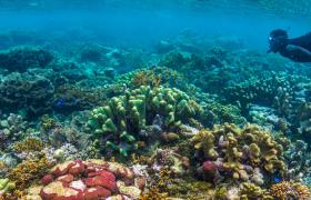 Diving in the Solomon Islands