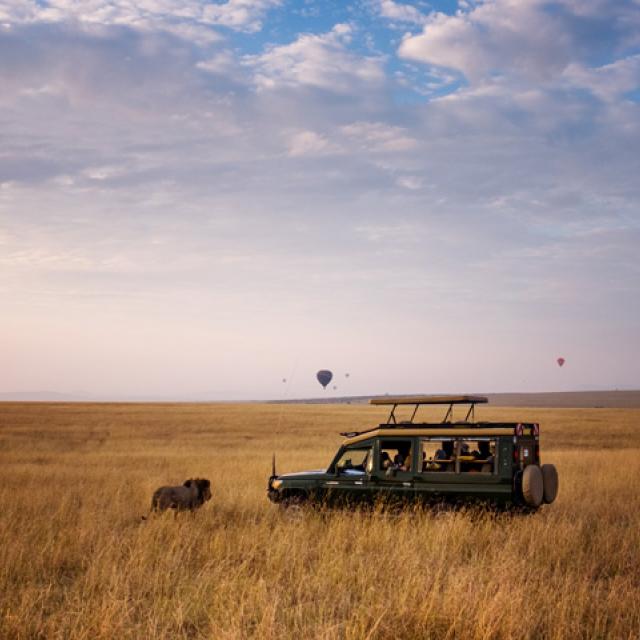 Lion crossing in front of safari vehicle