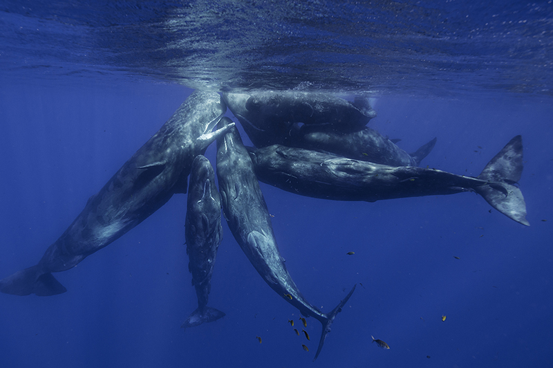 The Humpback whales can be spotted off the West coast of Mauritius between July and November.